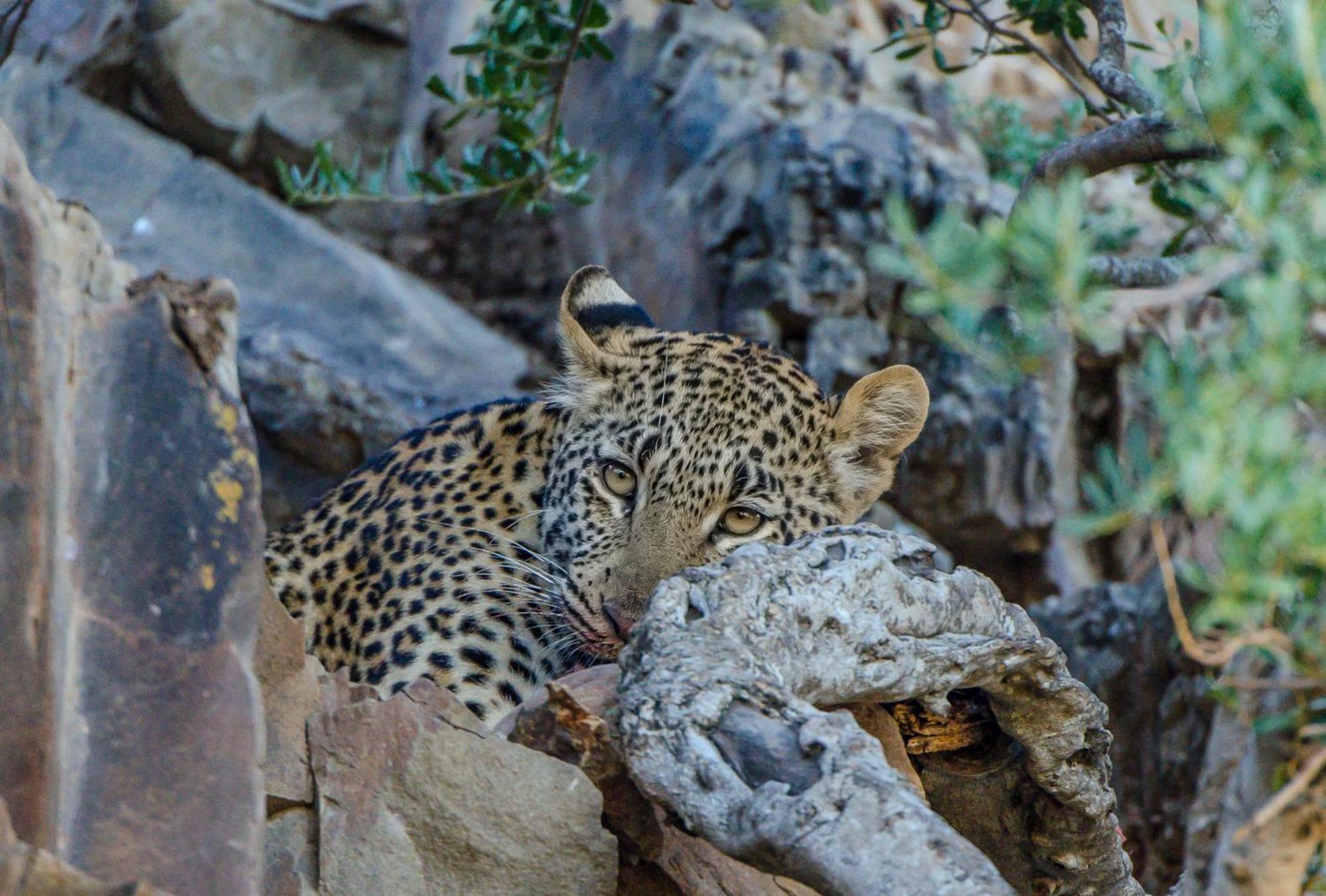 Kwandwe Private Game Reserve - Great Fish River Lodge Grahamstown Extérieur photo