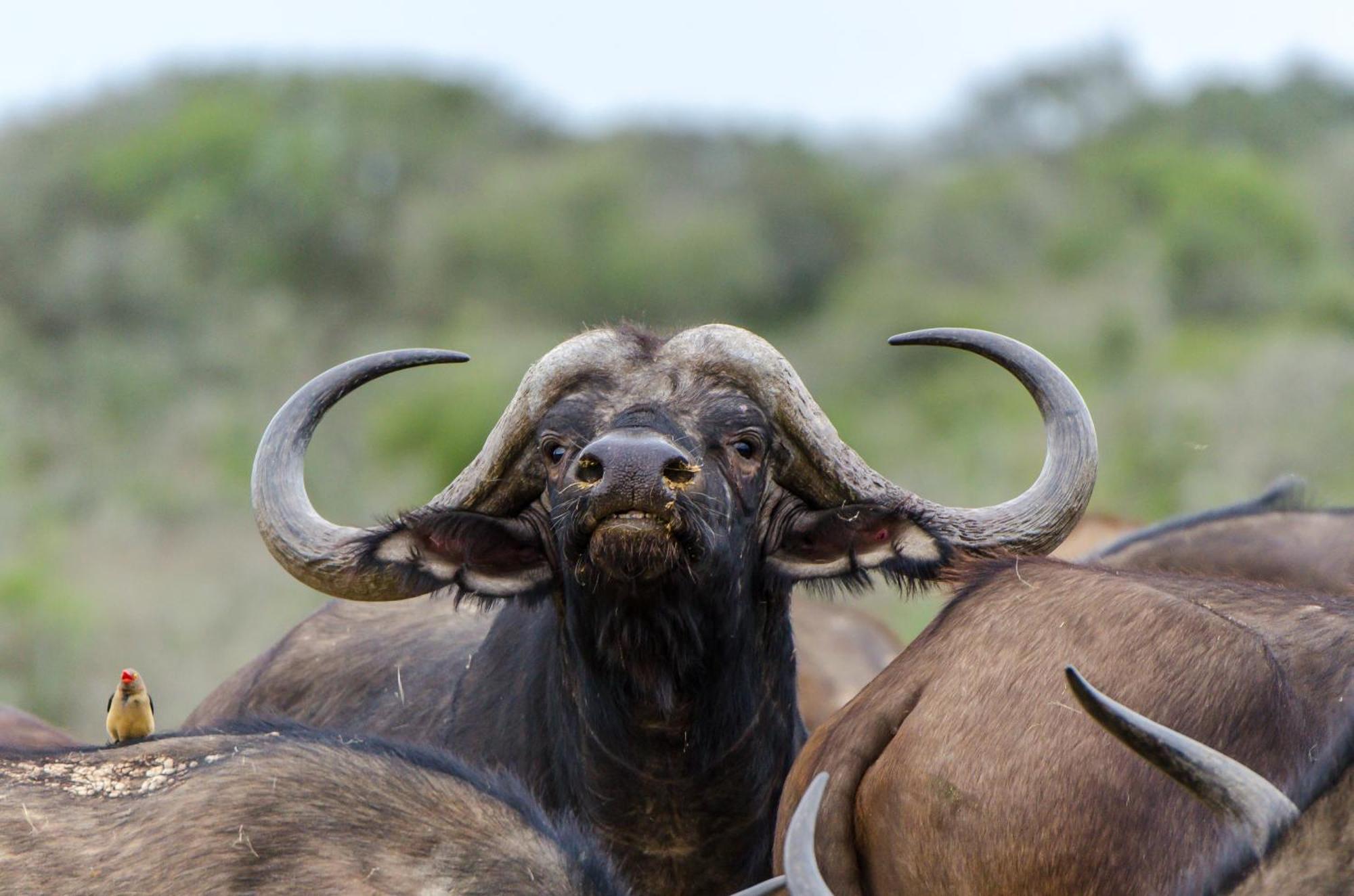Kwandwe Private Game Reserve - Great Fish River Lodge Grahamstown Extérieur photo