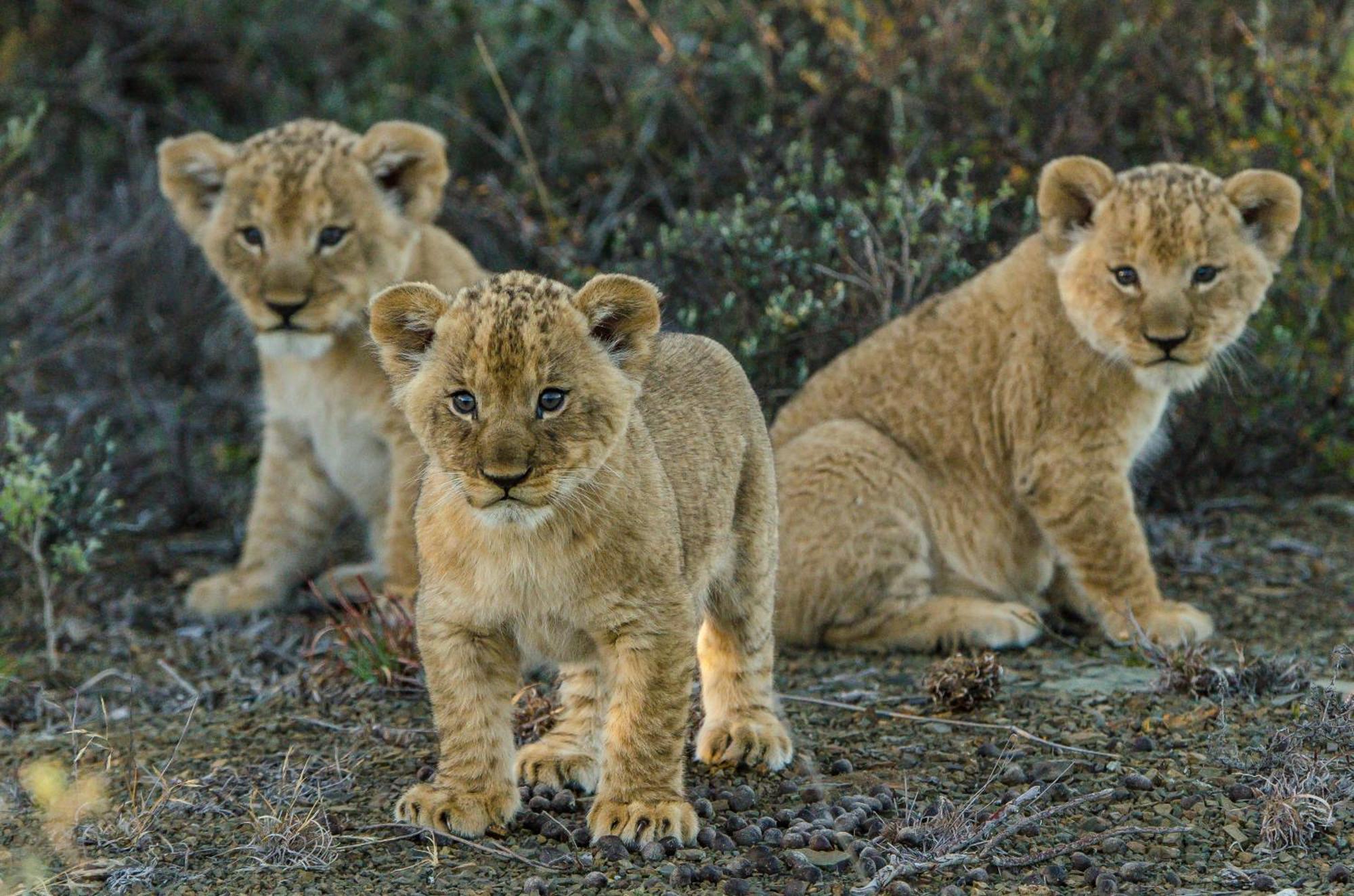 Kwandwe Private Game Reserve - Great Fish River Lodge Grahamstown Extérieur photo