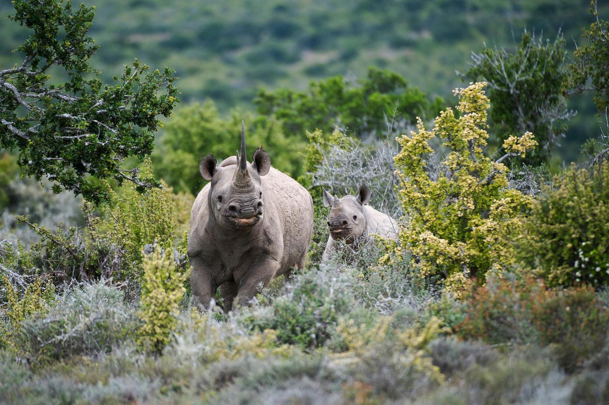 Kwandwe Private Game Reserve - Great Fish River Lodge Grahamstown Extérieur photo