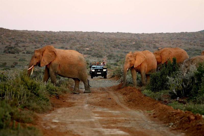 Kwandwe Private Game Reserve - Great Fish River Lodge Grahamstown Extérieur photo