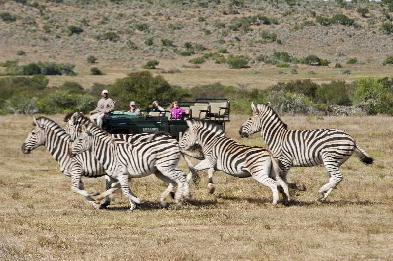 Kwandwe Private Game Reserve - Great Fish River Lodge Grahamstown Extérieur photo